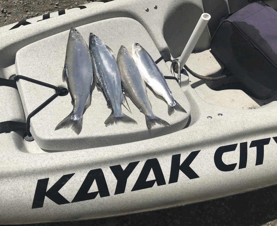 How To Troll From A Kayak And Catch More Fish