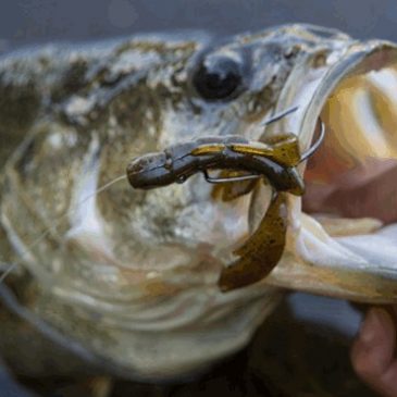 Top Bassers Weigh in On Best Fall Baits