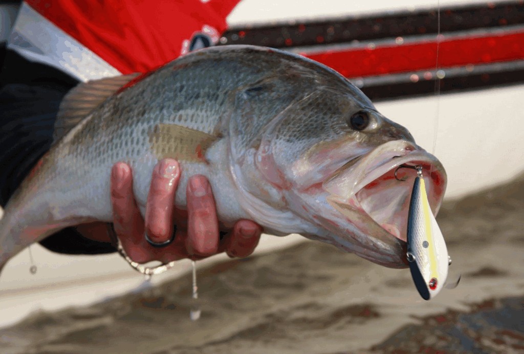 Cranking And Ripping For Cold Water Bass