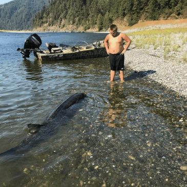 12 Year Old Catches Giant Sturgeon!