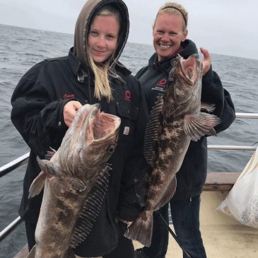Farallon Rockfish, Lingcod Go On Big Bite