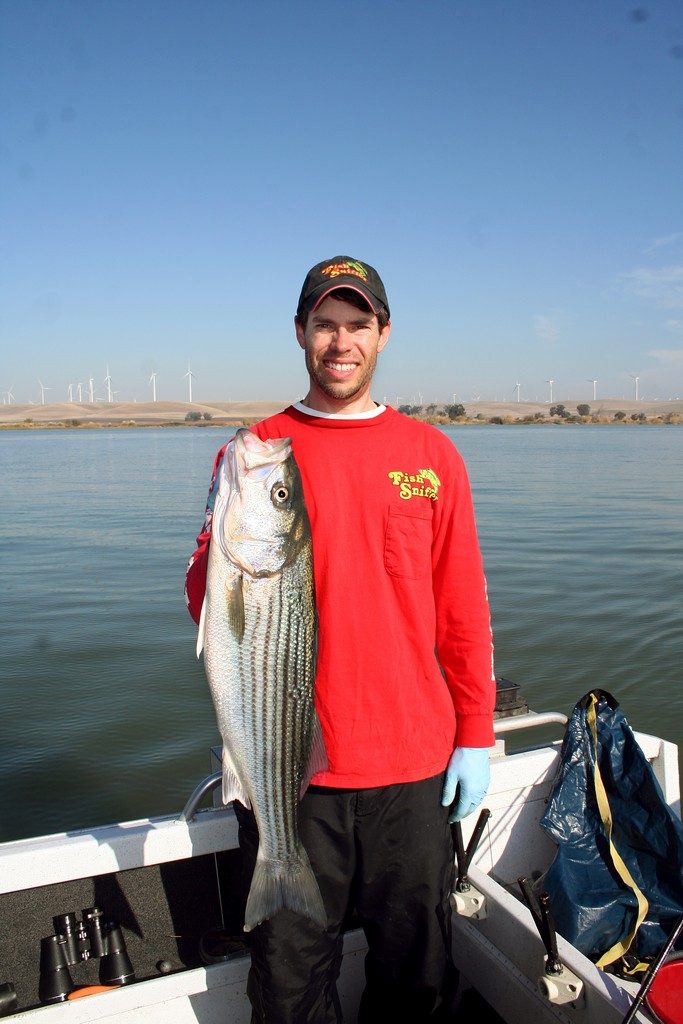 Circle The Wagons For Delta Striped Bass