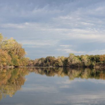 Nearly 2000 Steelhead Counted at Feather River Hatchery This Year  