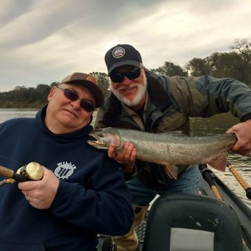 Big Numbers of American River Steelhead Excite Anglers