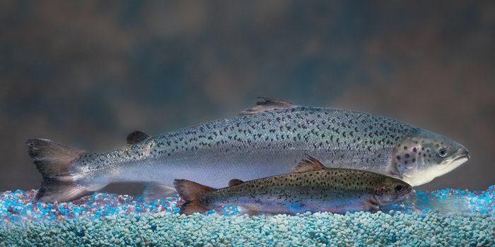 Fish Groups Slam FDA Lifting of Import Ban on GMO Salmon