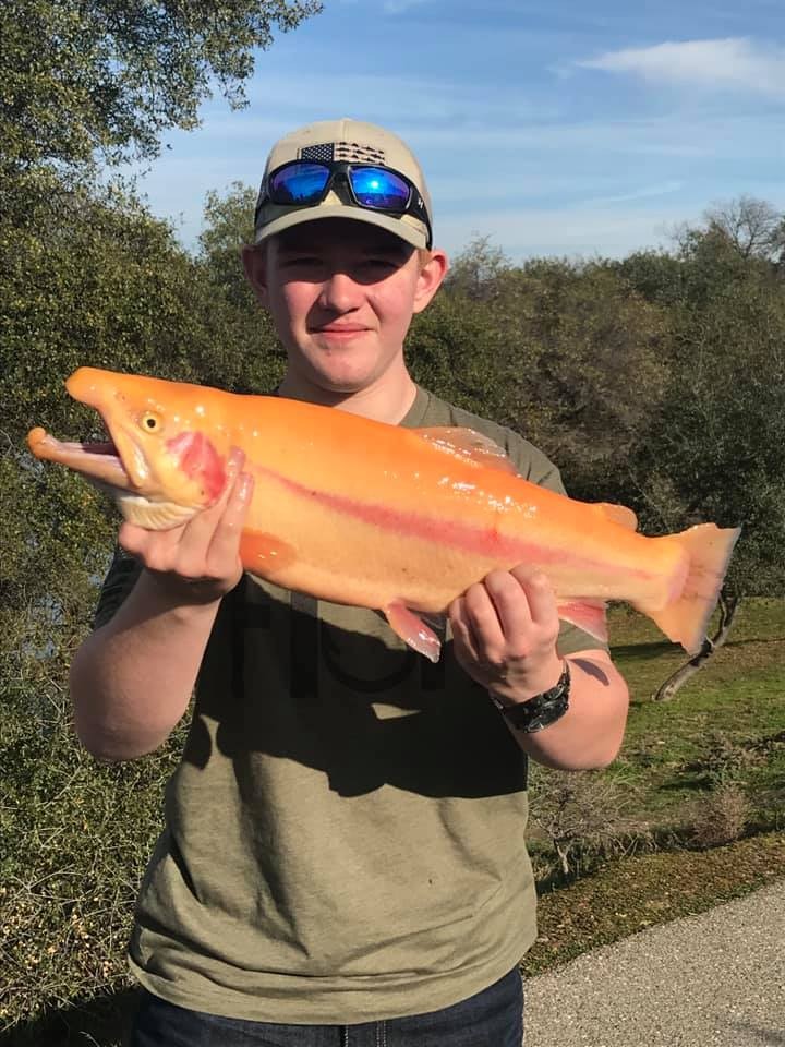 Trout fishing in Pardee, Camanche, Amador lakes off to promising start