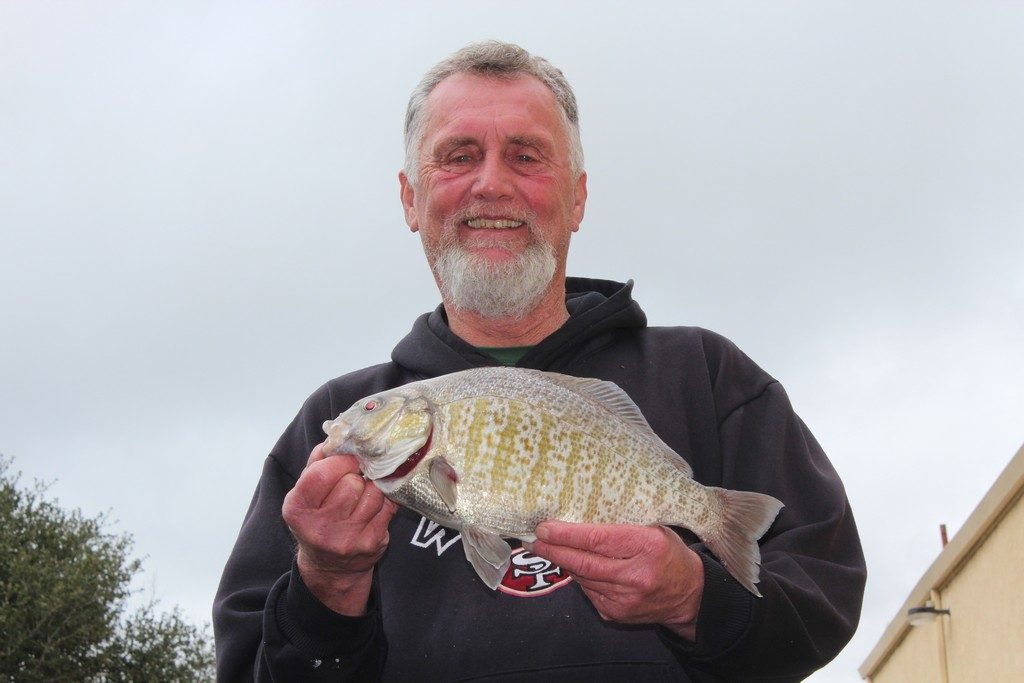 Barred Surf Perch on a Fly