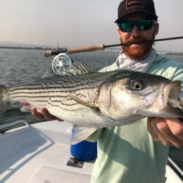 Top 5 Flies For California Stripers
