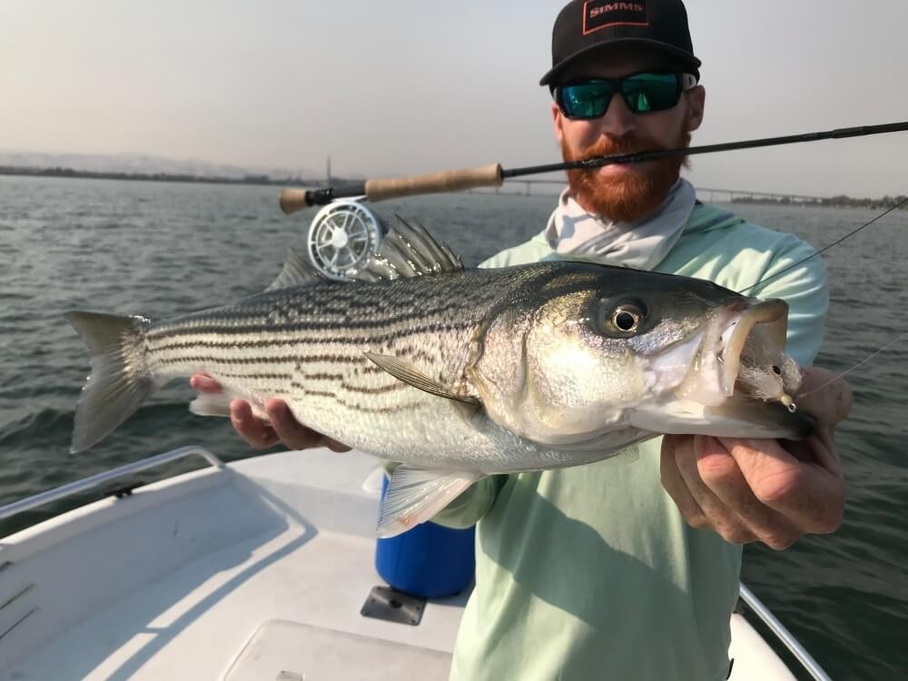 Fly Fishing for Striped Bass