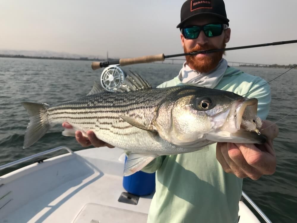 striped bass fly fishing