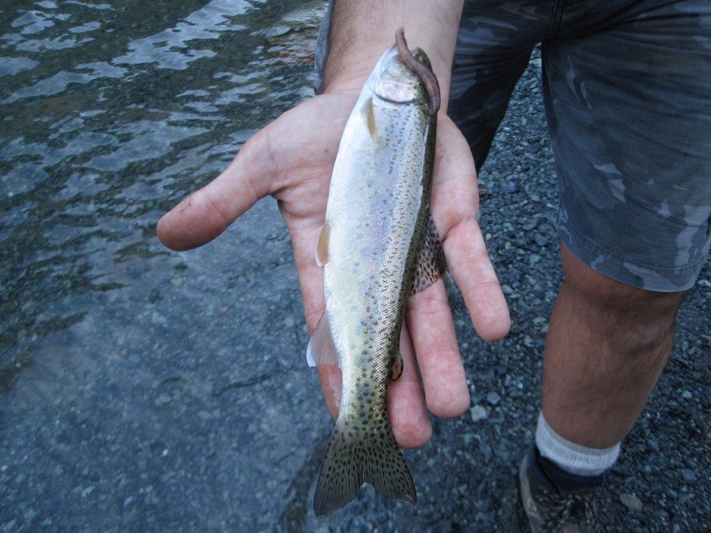 GULP Crickets! Do They Catch Fish? Creek Fishing for Whatever Bites!!!! 