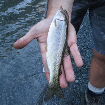 Stream Trout Season Kicks Off At The End Of April, Are You Ready?