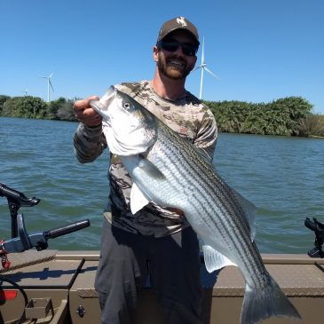 The Spring of Big Stripers