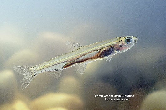 Zero Delta Smelt Found in CDFW Fall Midwater Trawl Survey Two Years in a Row