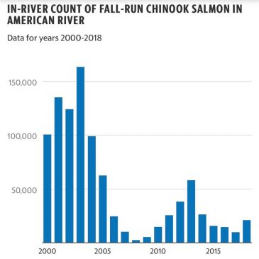 Salmon Advocates Respond to Reclamation Plan to Cut Flows on American River