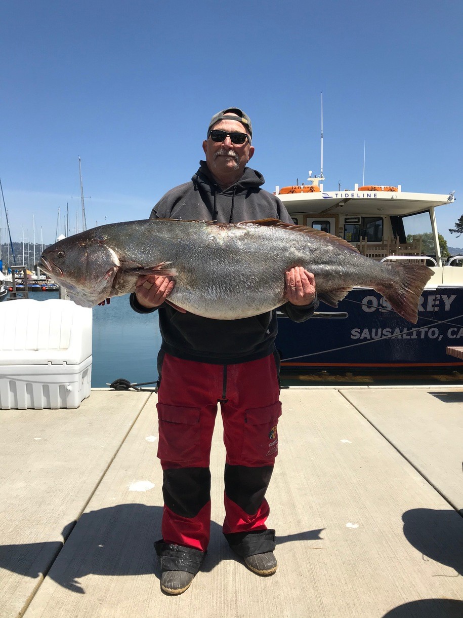 78.2 lb. white seabass tops San Francisco Bay catches
