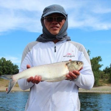Exploring the Mysteries of American River Shad During the Time of Coronavirus
