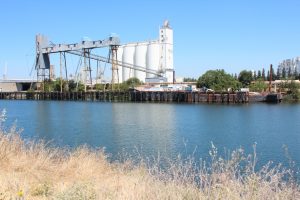 sacramento ship smelt angling