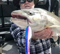 Techniques for Lunker Trout at Shasta Lake